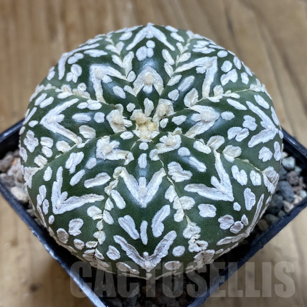 SH23531 Astrophytum asterias ‘Super Kabuto’ V-type f. nudum