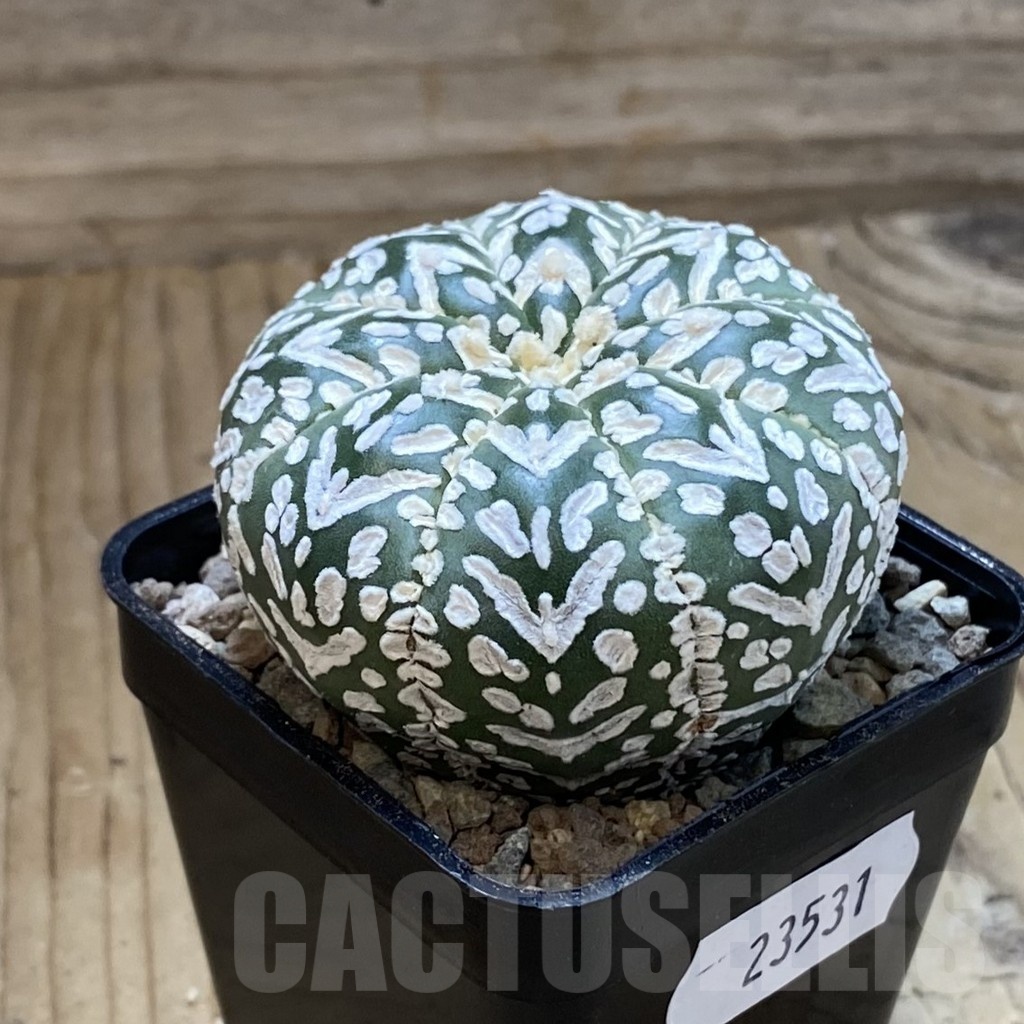 SH23531 Astrophytum asterias ‘Super Kabuto’ V-type f. nudum - Image 2