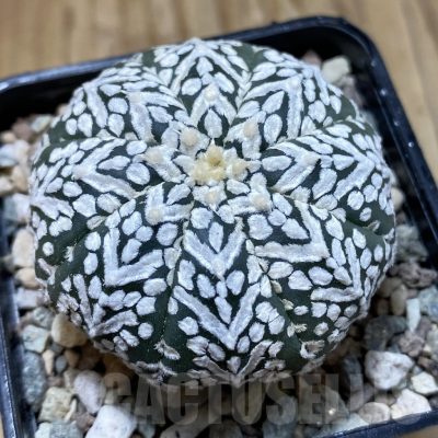 SH23540 Astrophytum asterias ‘Super Kabuto’ V-type