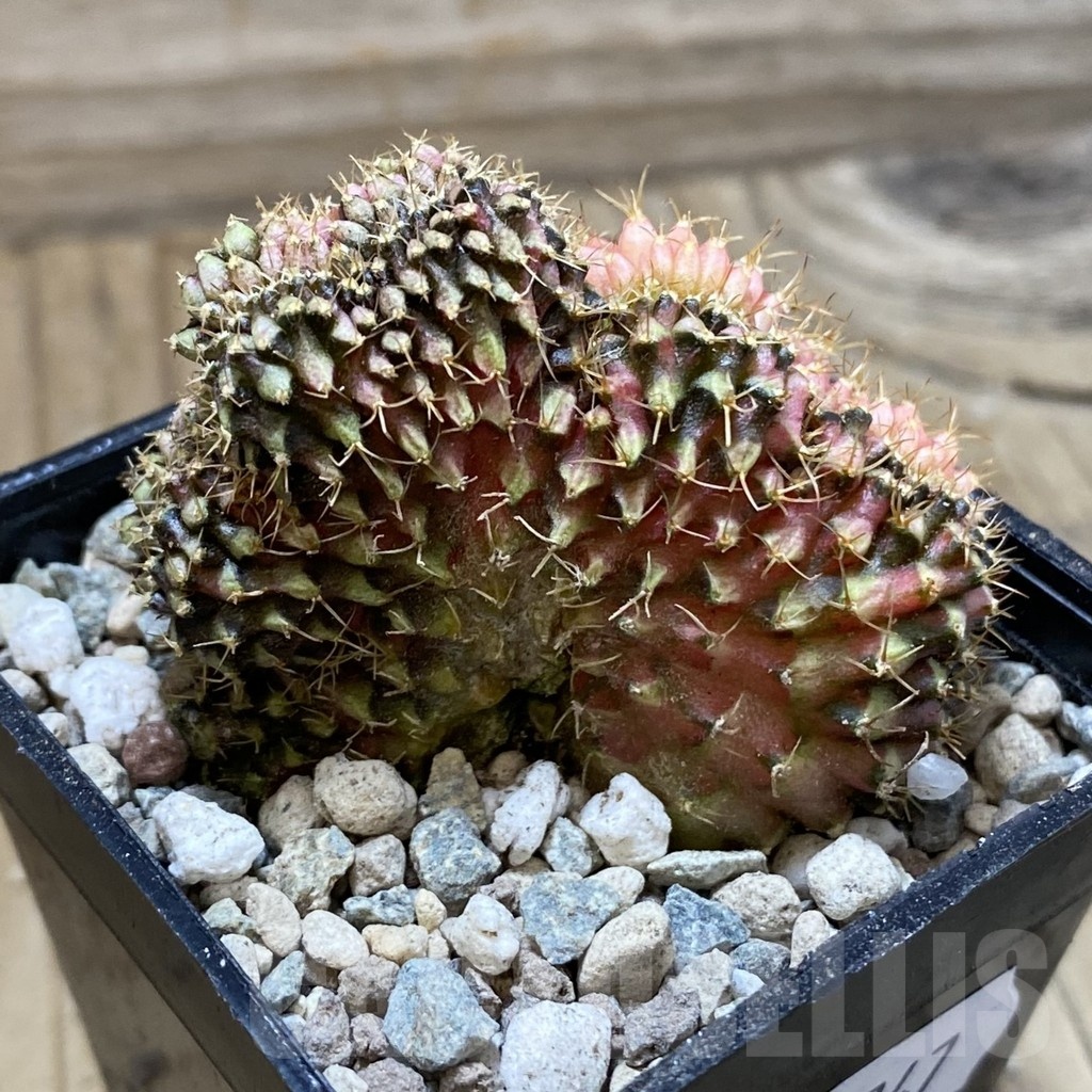 SH23747 Gymnocalycium mihanovichii f. variegata cristata - Image 2