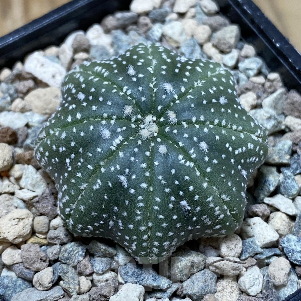 SH23752 Astrophytum asterias ‘Star Shape’