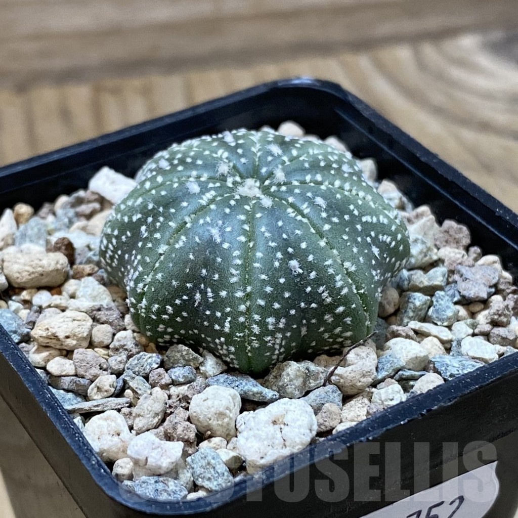 SH23752 Astrophytum asterias ‘Star Shape’ - Image 2