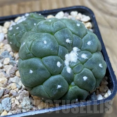 SH23755 Astrophytum asterias ‘Kikko Lizart Skin’