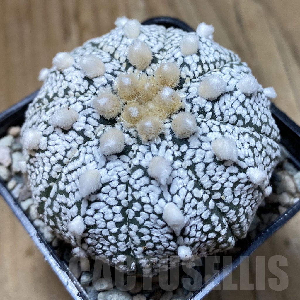 SH23759 Astrophytum asterias ‘Super Kabuto’ hybrid