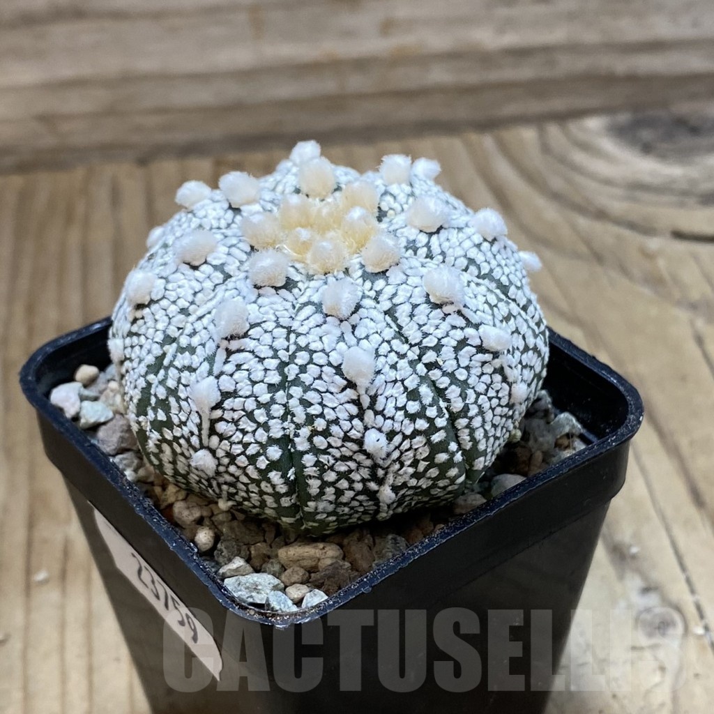 SH23759 Astrophytum asterias ‘Super Kabuto’ hybrid - Image 2