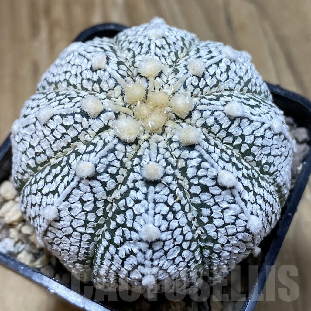 SH23760 Astrophytum asterias ‘Super Kabuto’ hybrid