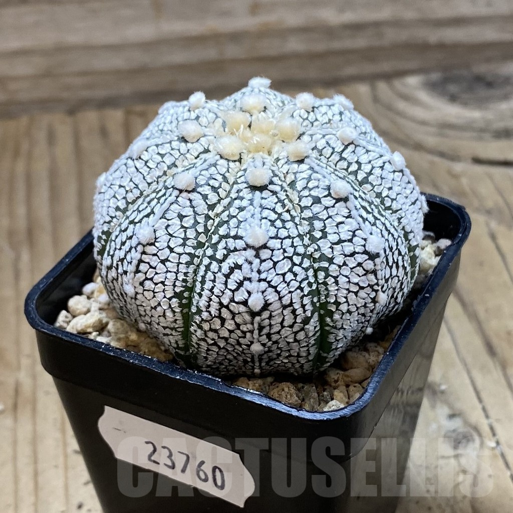 SH23760 Astrophytum asterias ‘Super Kabuto’ hybrid - Image 2