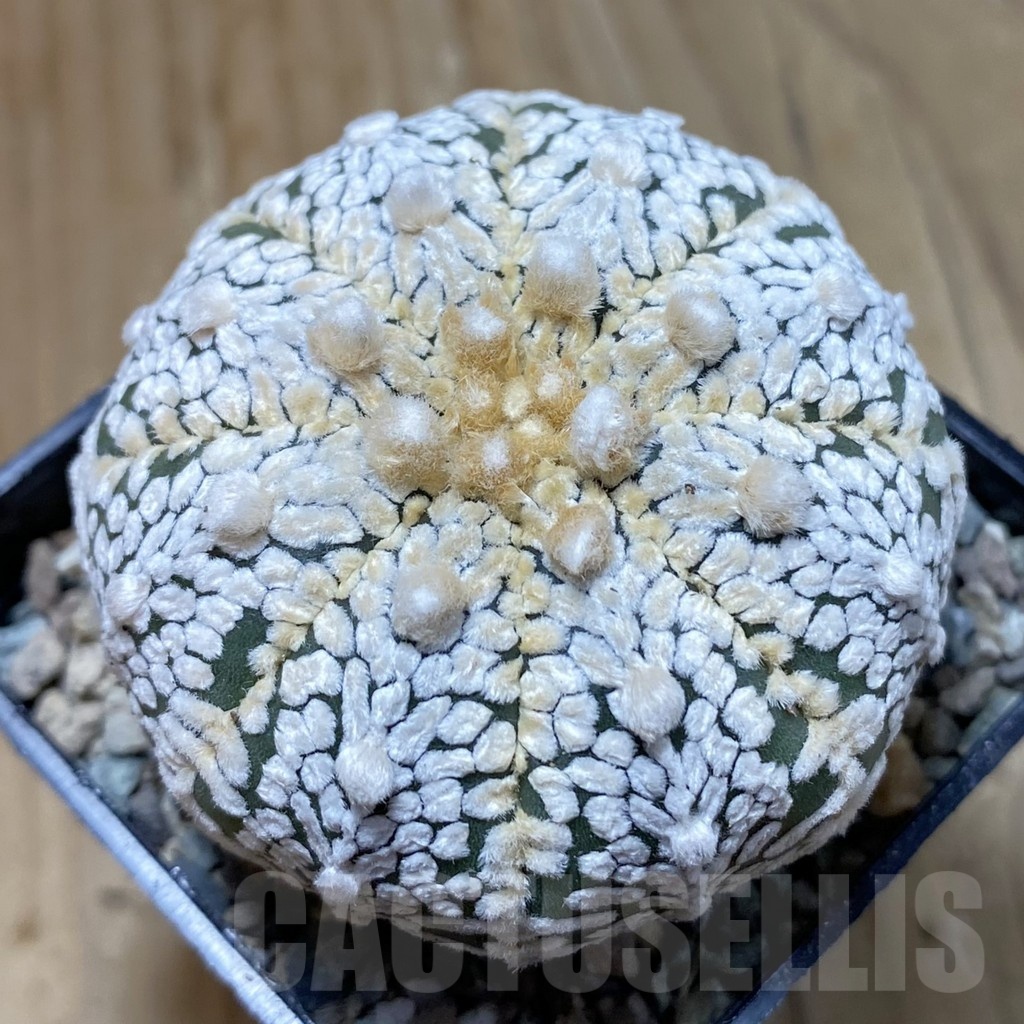 SH23766 Astrophytum asterias ‘Super Kabuto’ V-type