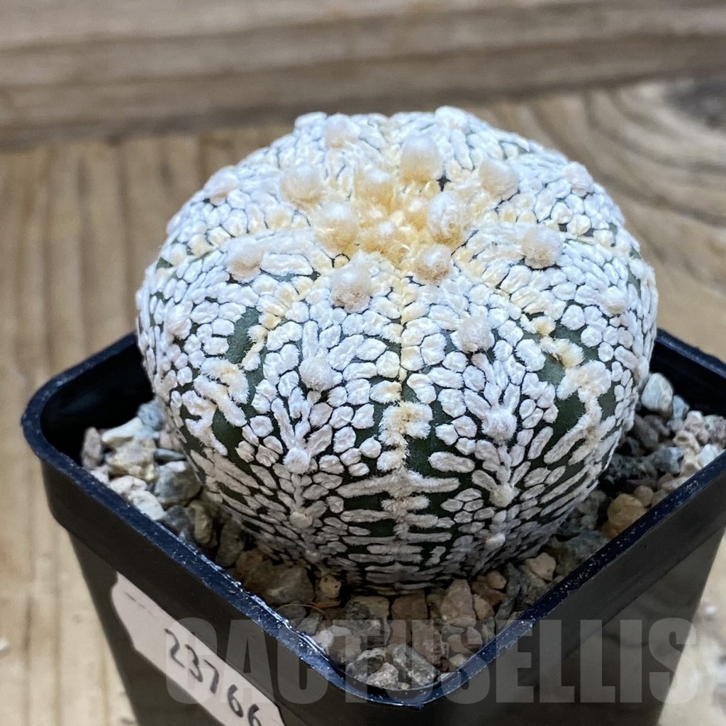SH23766 Astrophytum asterias ‘Super Kabuto’ V-type - Image 2