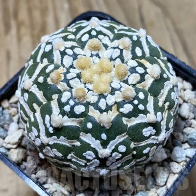 SH23776 Astrophytum asterias ‘Super Kabuto’ V-type f. nudum