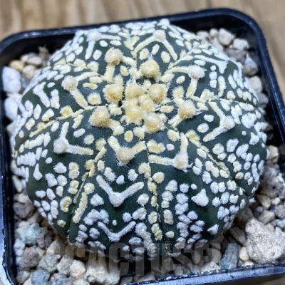 SH23777 Astrophytum asterias ‘Super Kabuto’ V-type f. nudum