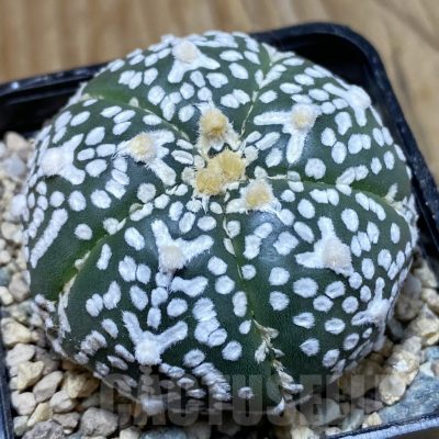 SH23779 Astrophytum asterias ‘Super Kabuto’ V-type f. nudum, 5-ribs