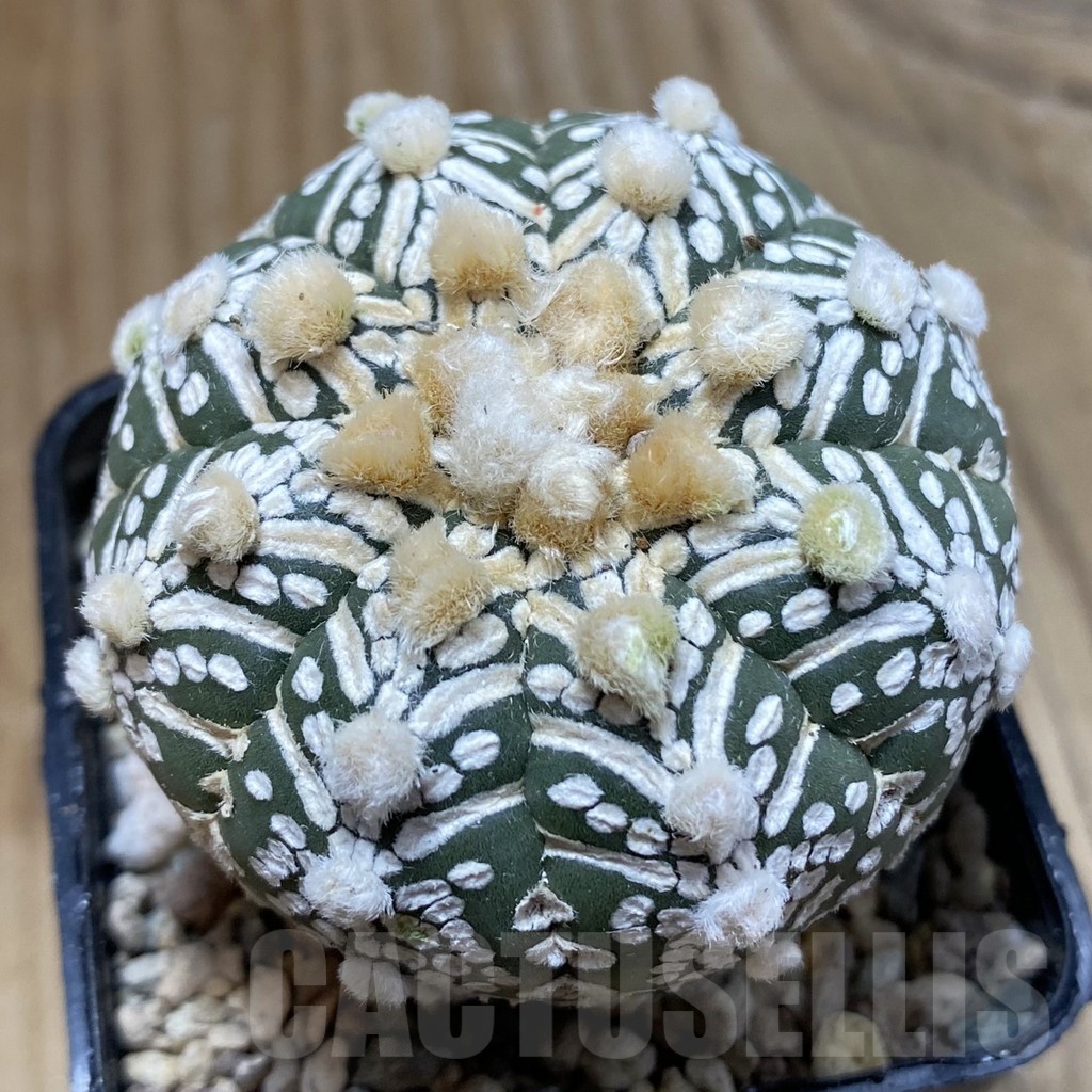 SH23780 Astrophytum asterias ‘Super Kabuto’ V-type f. nudum