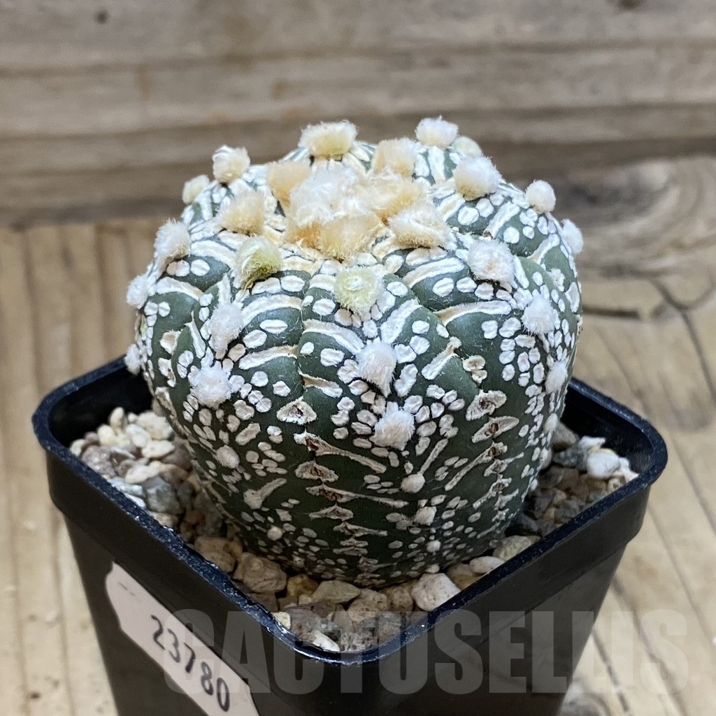 SH23780 Astrophytum asterias ‘Super Kabuto’ V-type f. nudum - Image 2