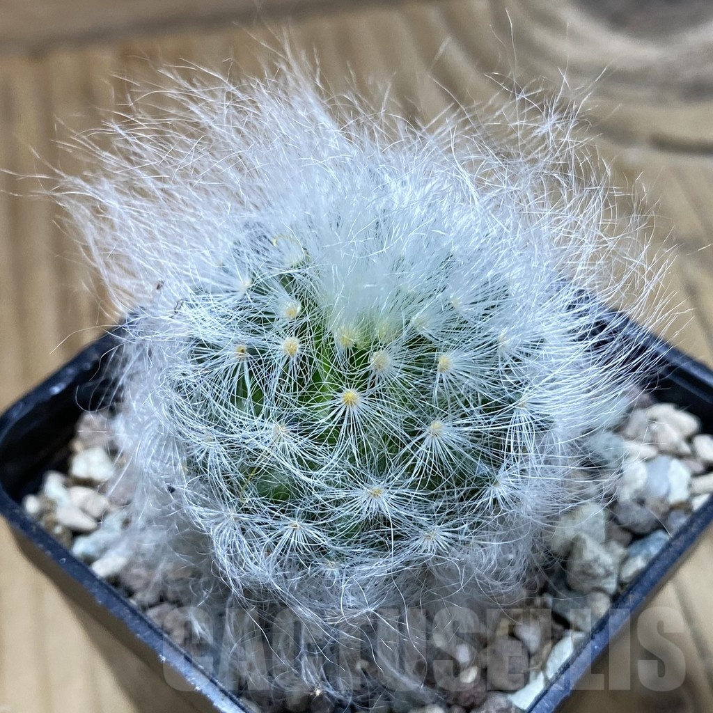 SH23725 Mammillaria guelzowiana LAU 640