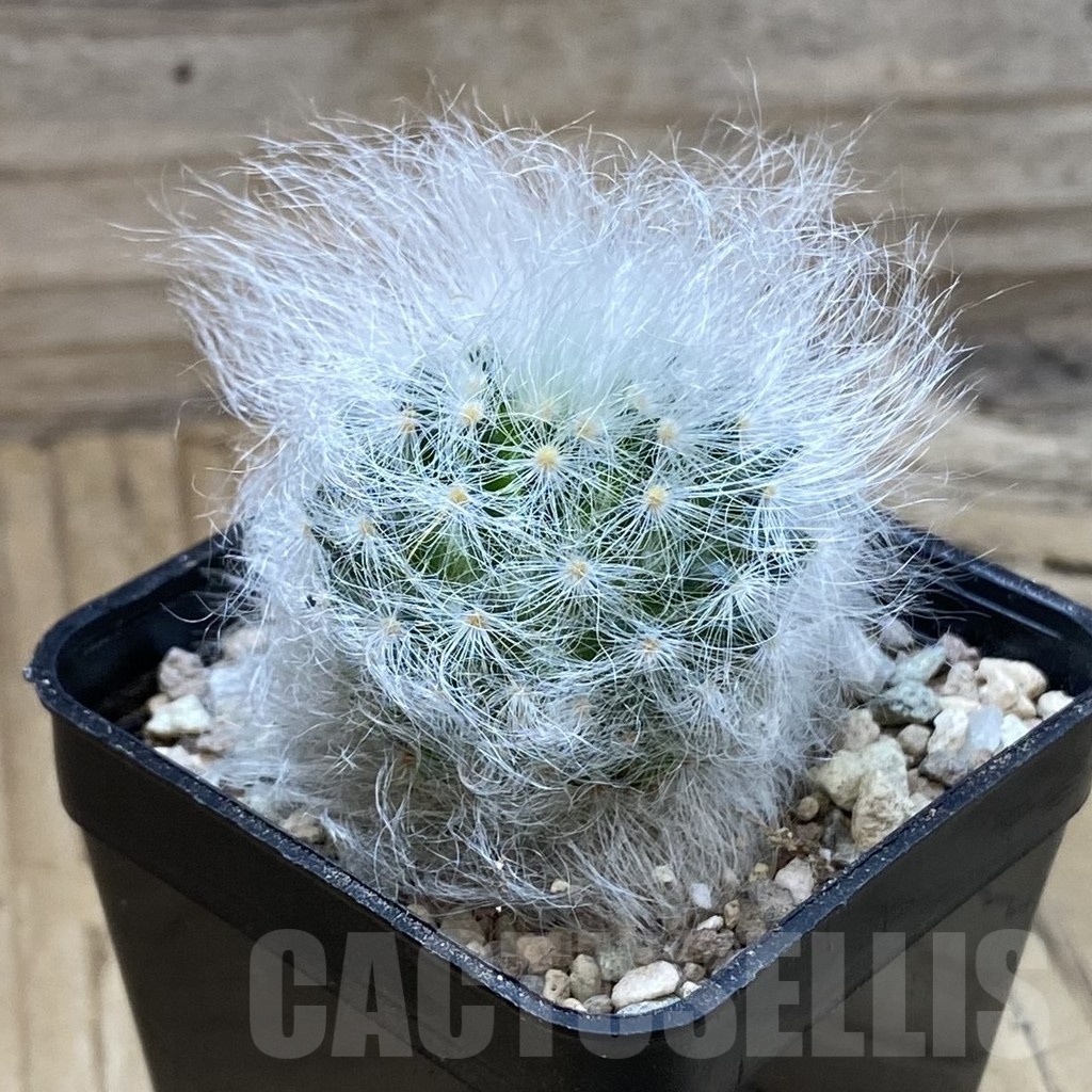 SH23725 Mammillaria guelzowiana LAU 640 - Image 2