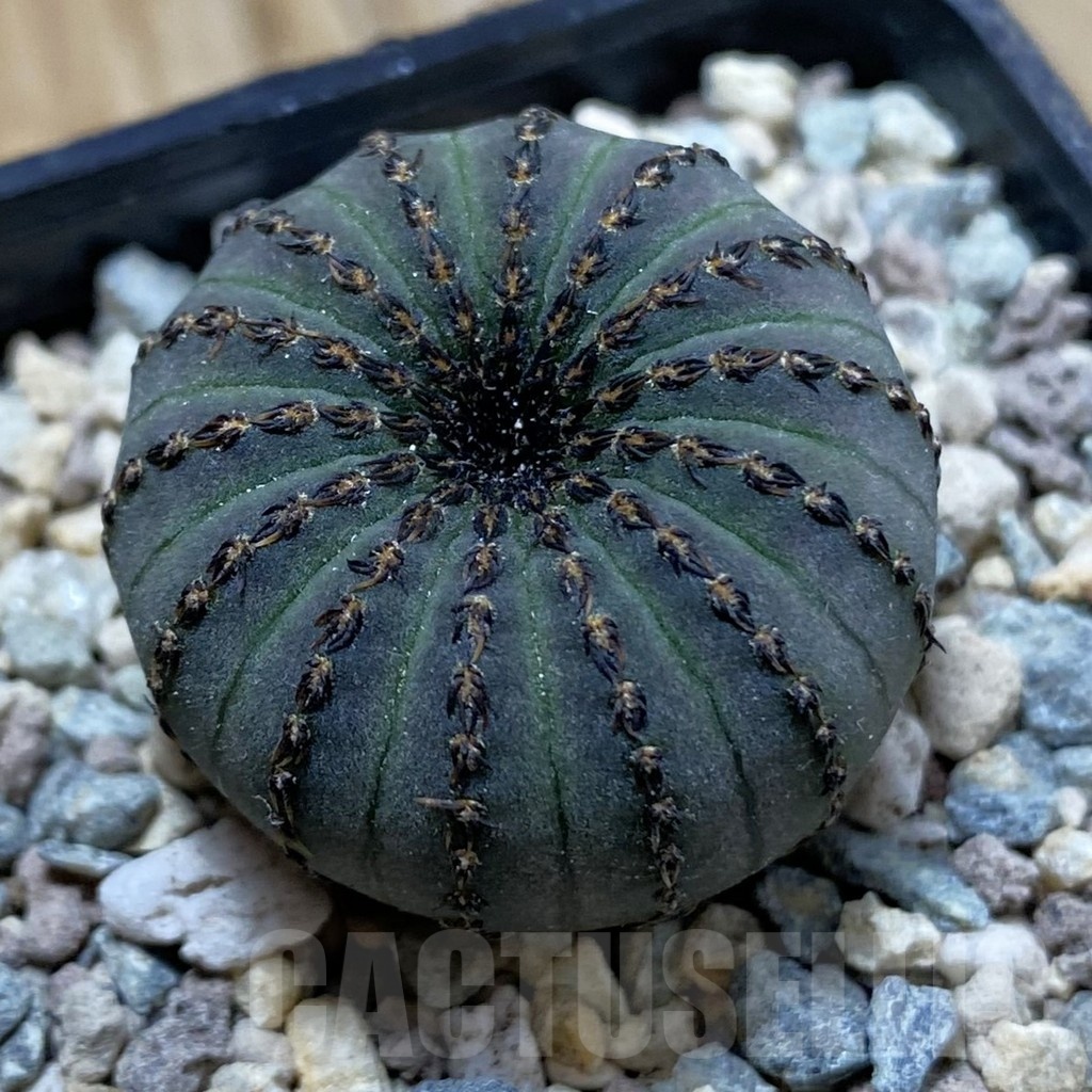 SH23728 Frailea asterioides
