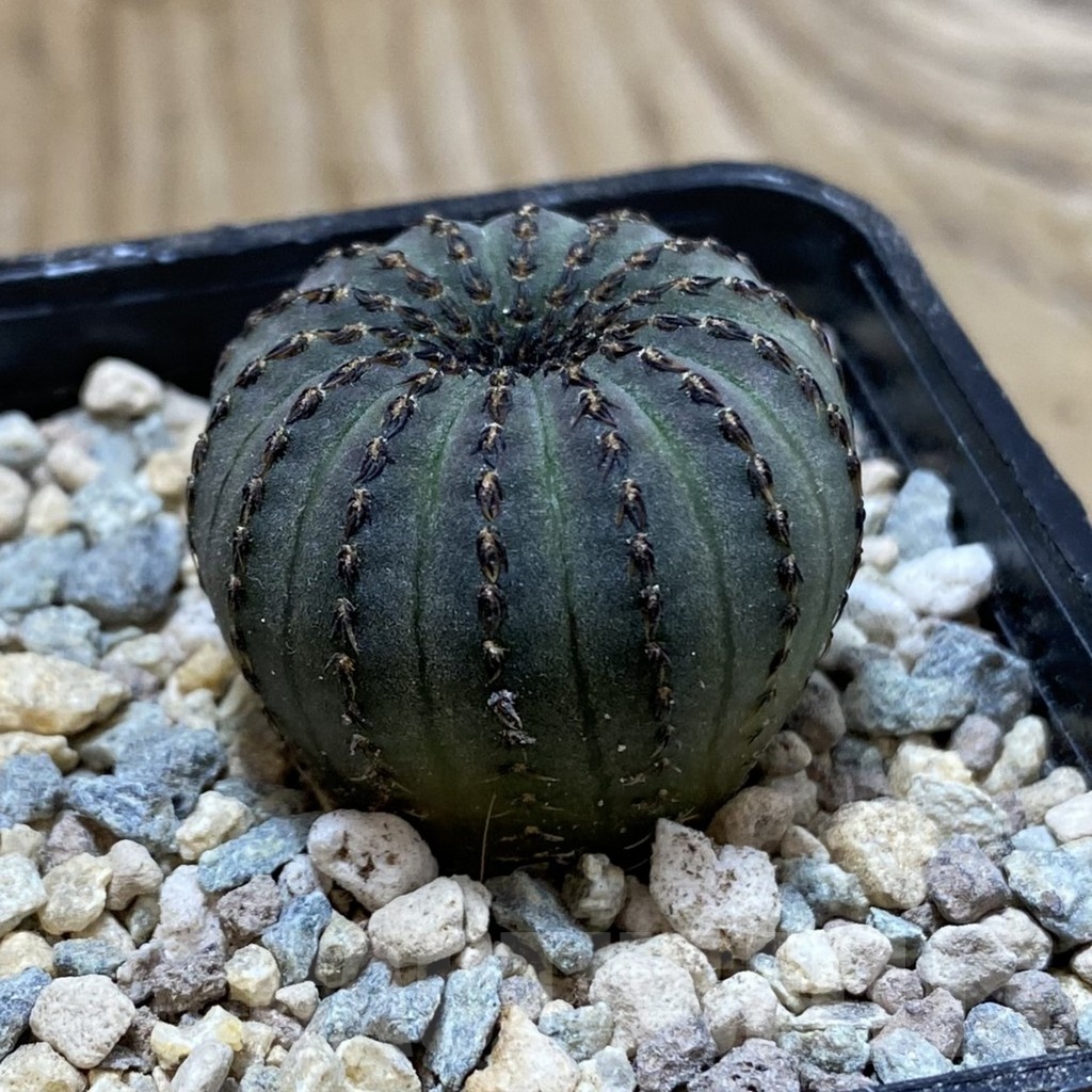 SH23728 Frailea asterioides - Image 2