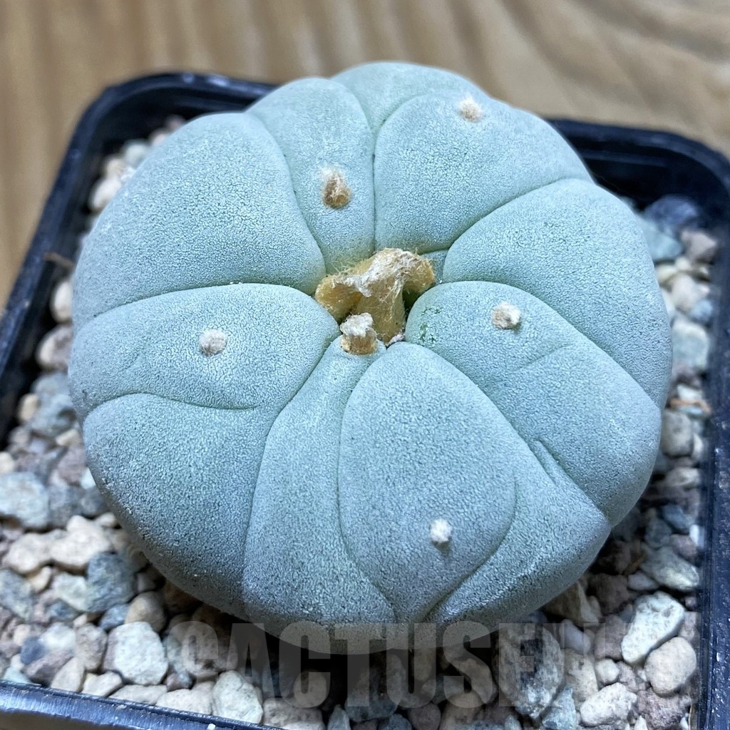 SH23730 Anhalonium frichii ‘Yatagai’