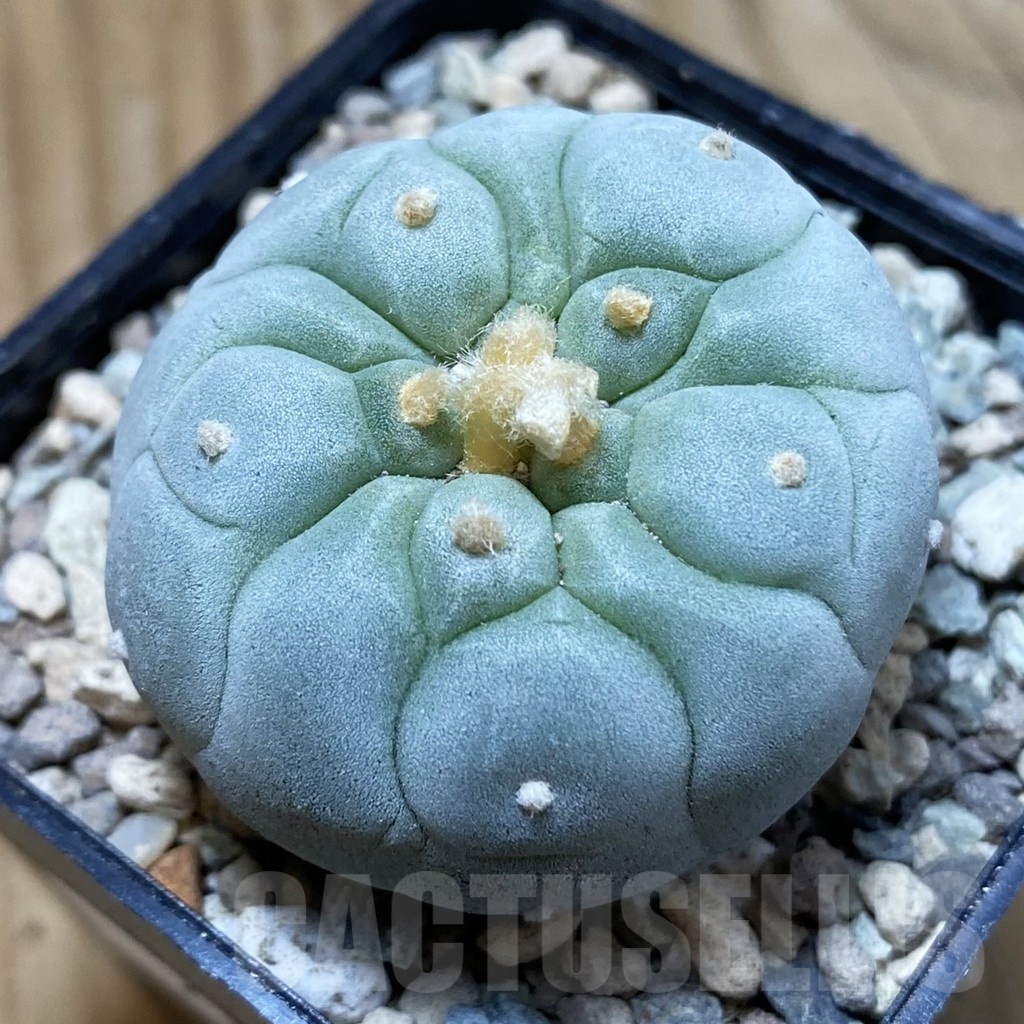 SH23731 Anhalonium frichii ‘Yatagai’