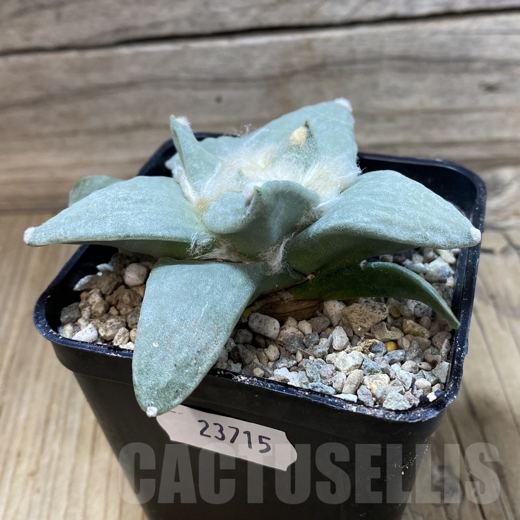 SH23715 Ariocarpus retusus hybrid, seedling, own roots - Image 2