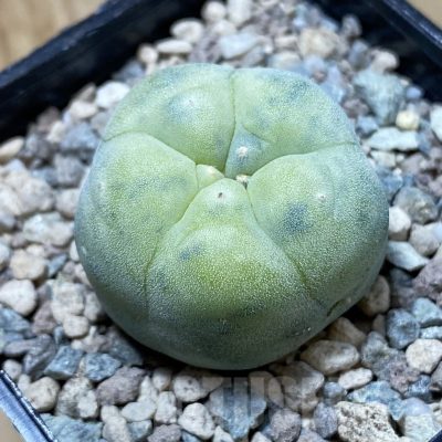SH23734 Anhalonium frichii f. variegata
