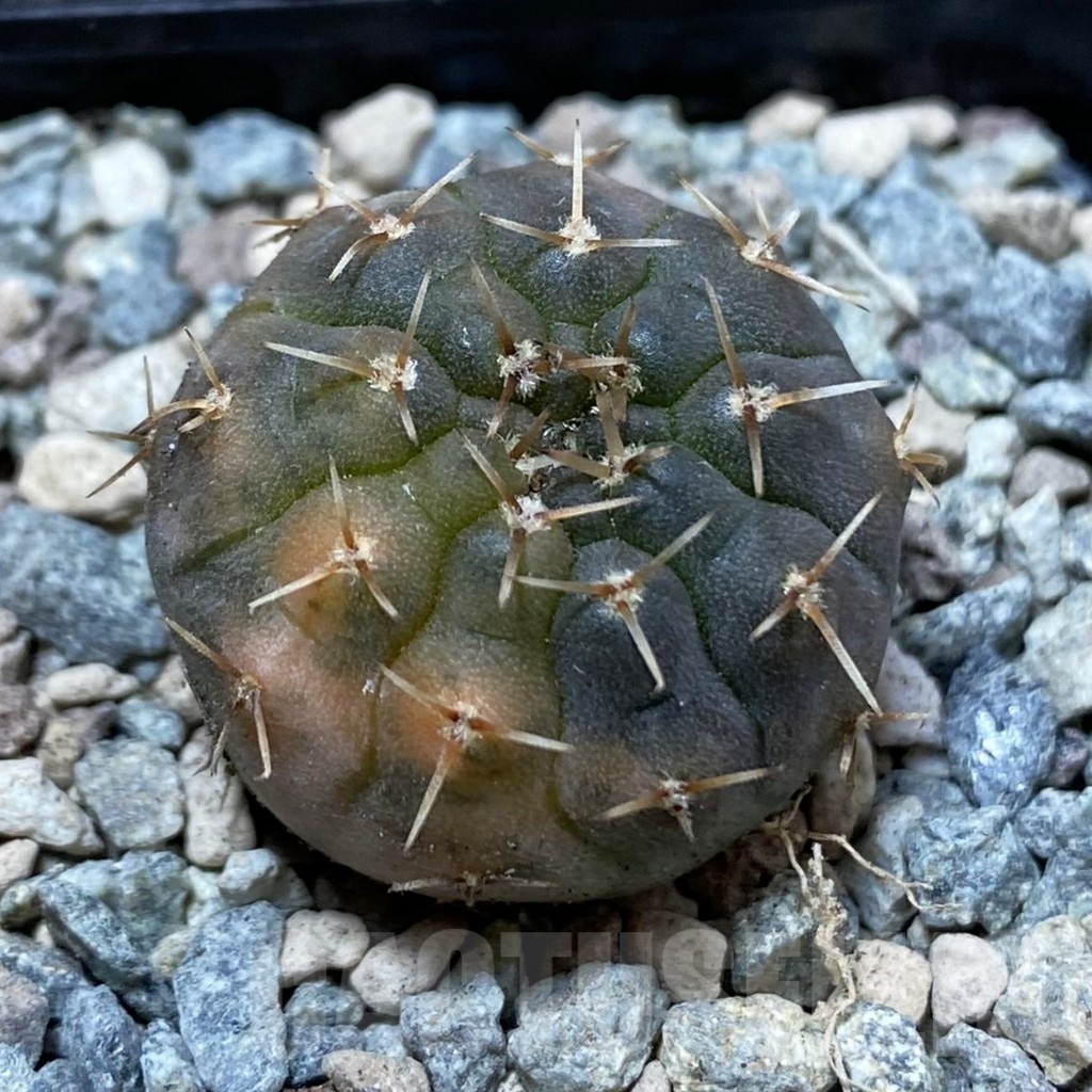 SH23735 Gymnocalycium ochoterenae f. variegata