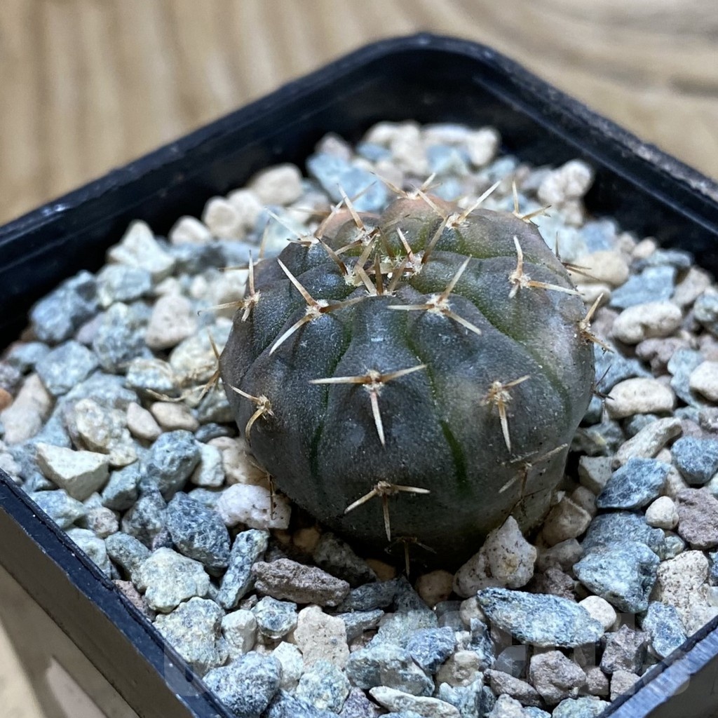 SH23735 Gymnocalycium ochoterenae f. variegata - Image 2