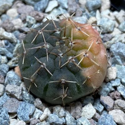 SH23736 Gymnocalycium ochoterenae f. variegata