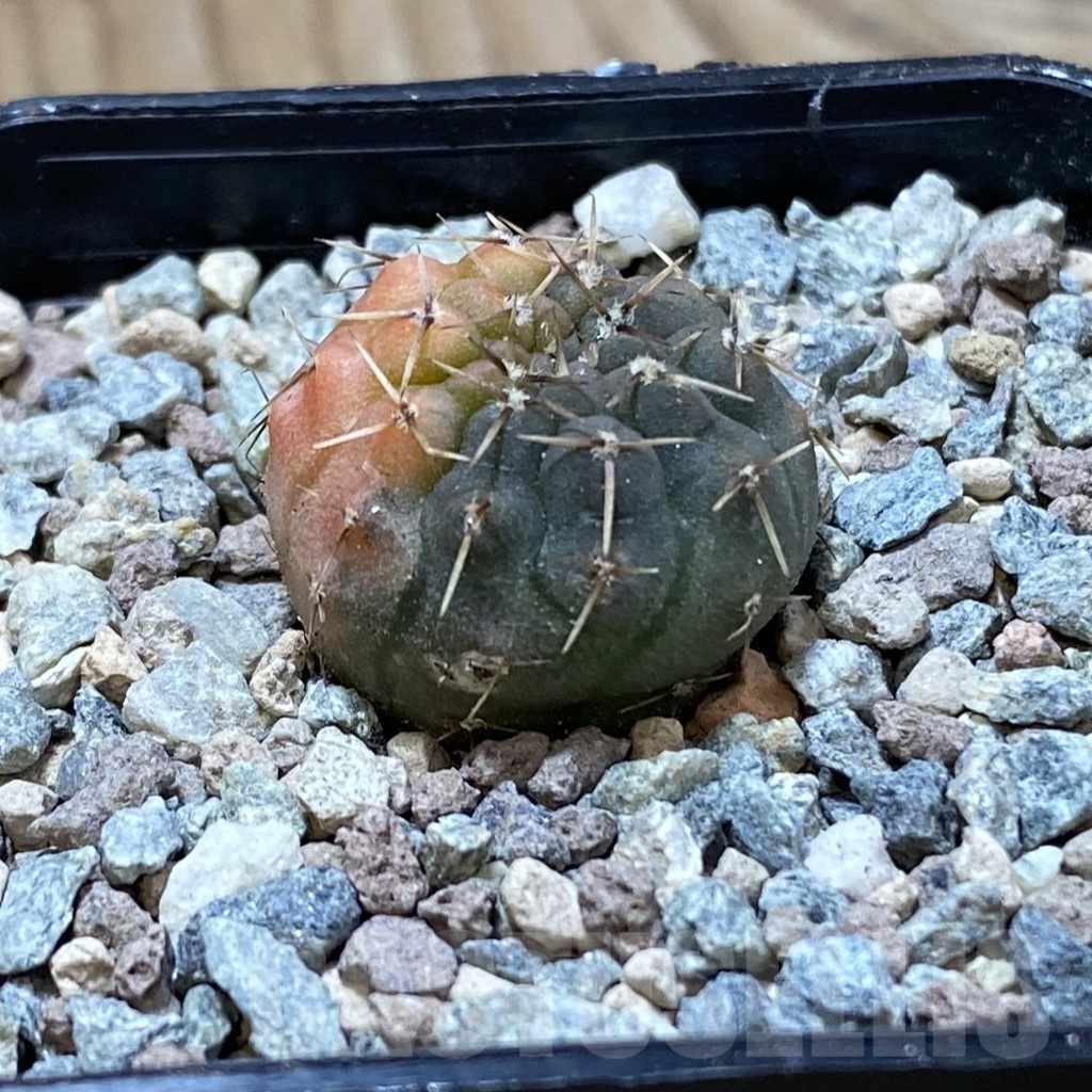 SH23736 Gymnocalycium ochoterenae f. variegata - Image 2
