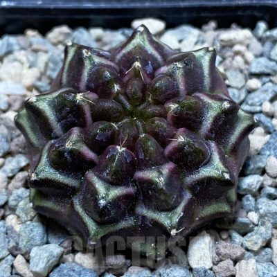 SH23741 Gymnocalycium mihanovichii ‘Day Dream’