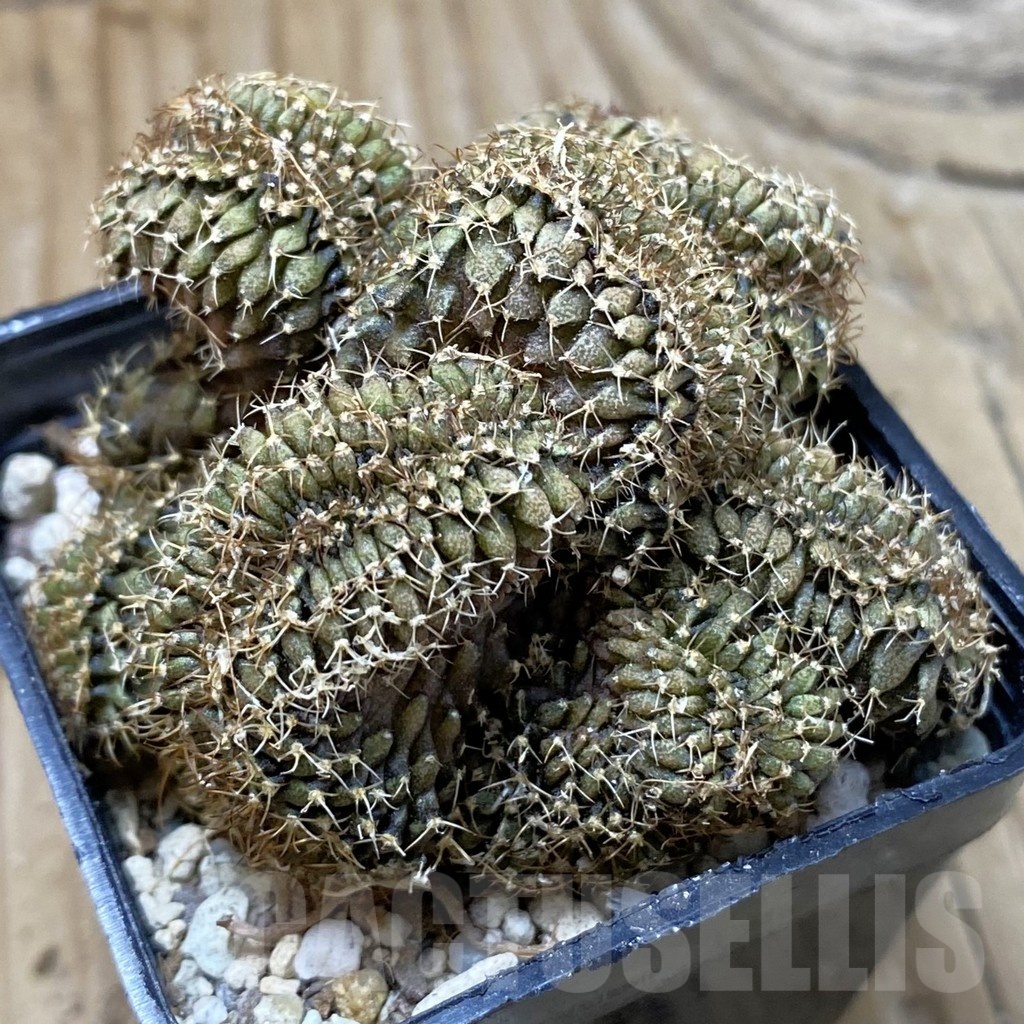 SH23745 Gymnocalycium mihanovichii f. cristata
