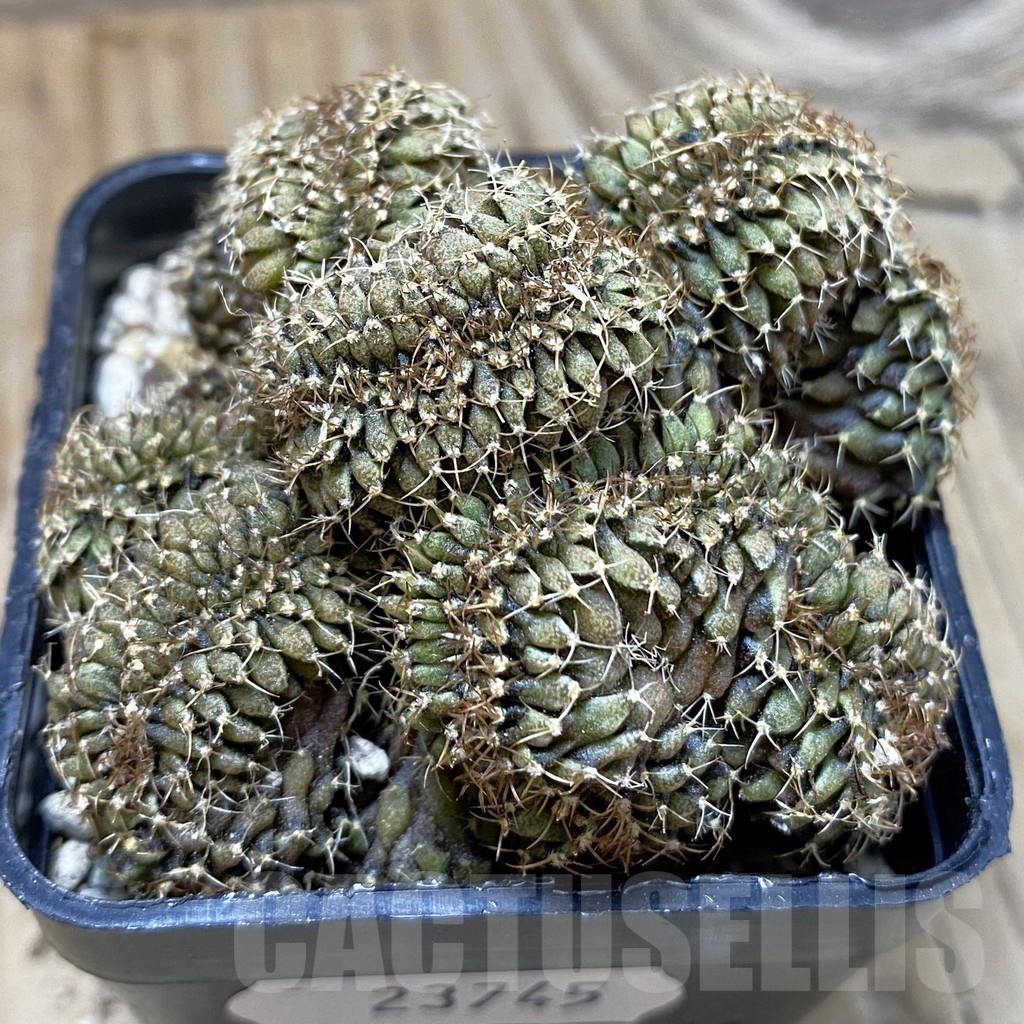 SH23745 Gymnocalycium mihanovichii f. cristata - Image 2