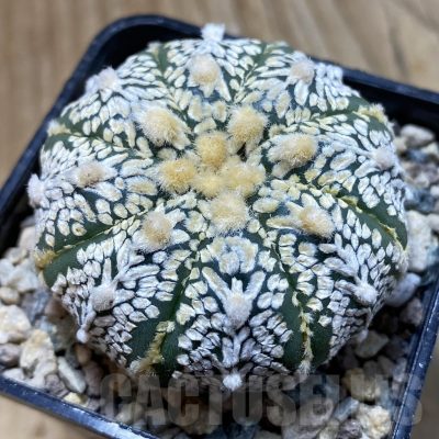 SH23884 Astrophytum asterias ‘Super Kabuto’ V-type f. nudum
