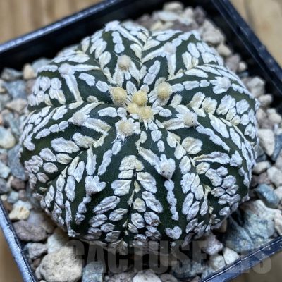 SH23885 Astrophytum asterias ‘Super Kabuto’ V-type f. nudum