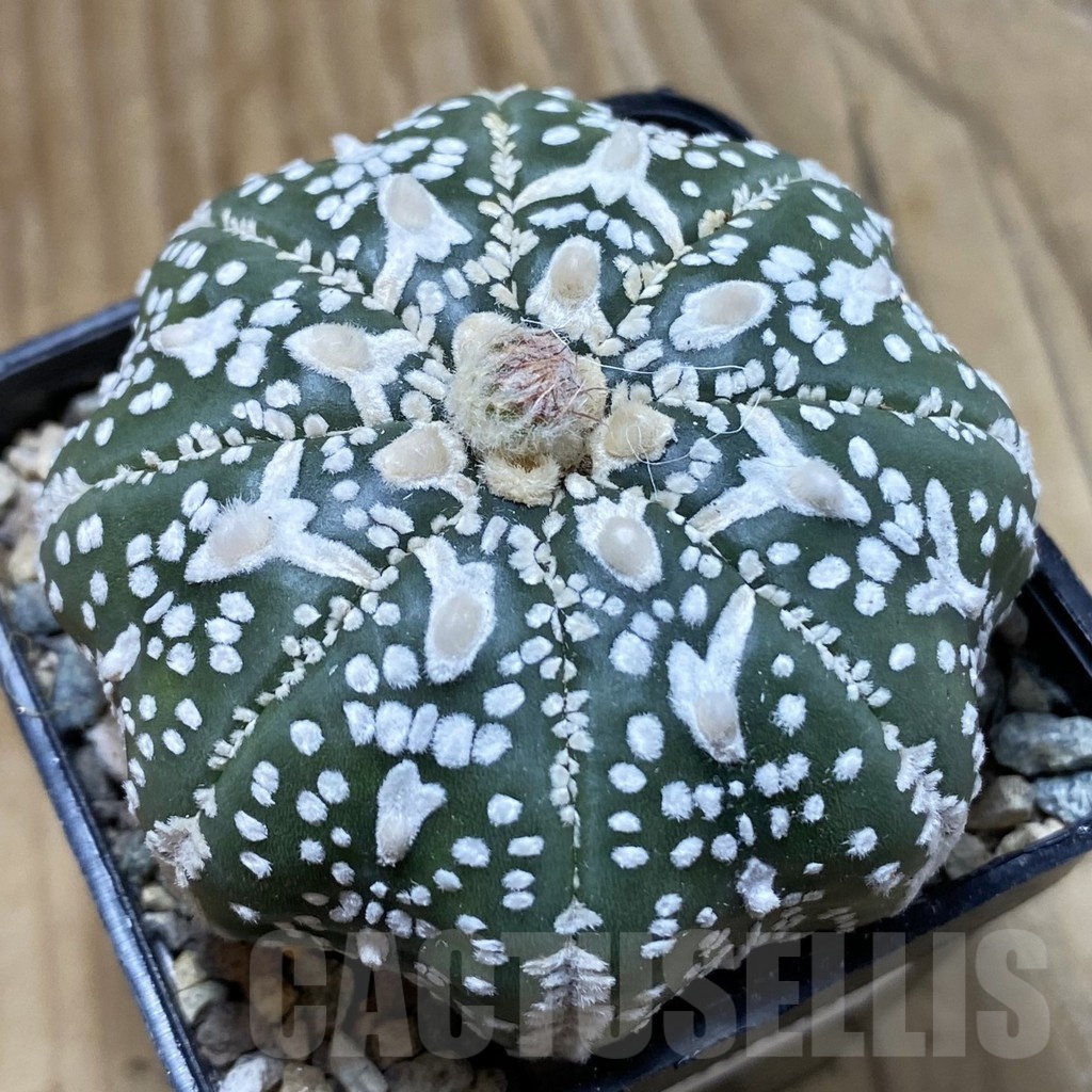 SH23886 Astrophytum asterias ‘Super Kabuto’ ‘Star Shape’ V-type