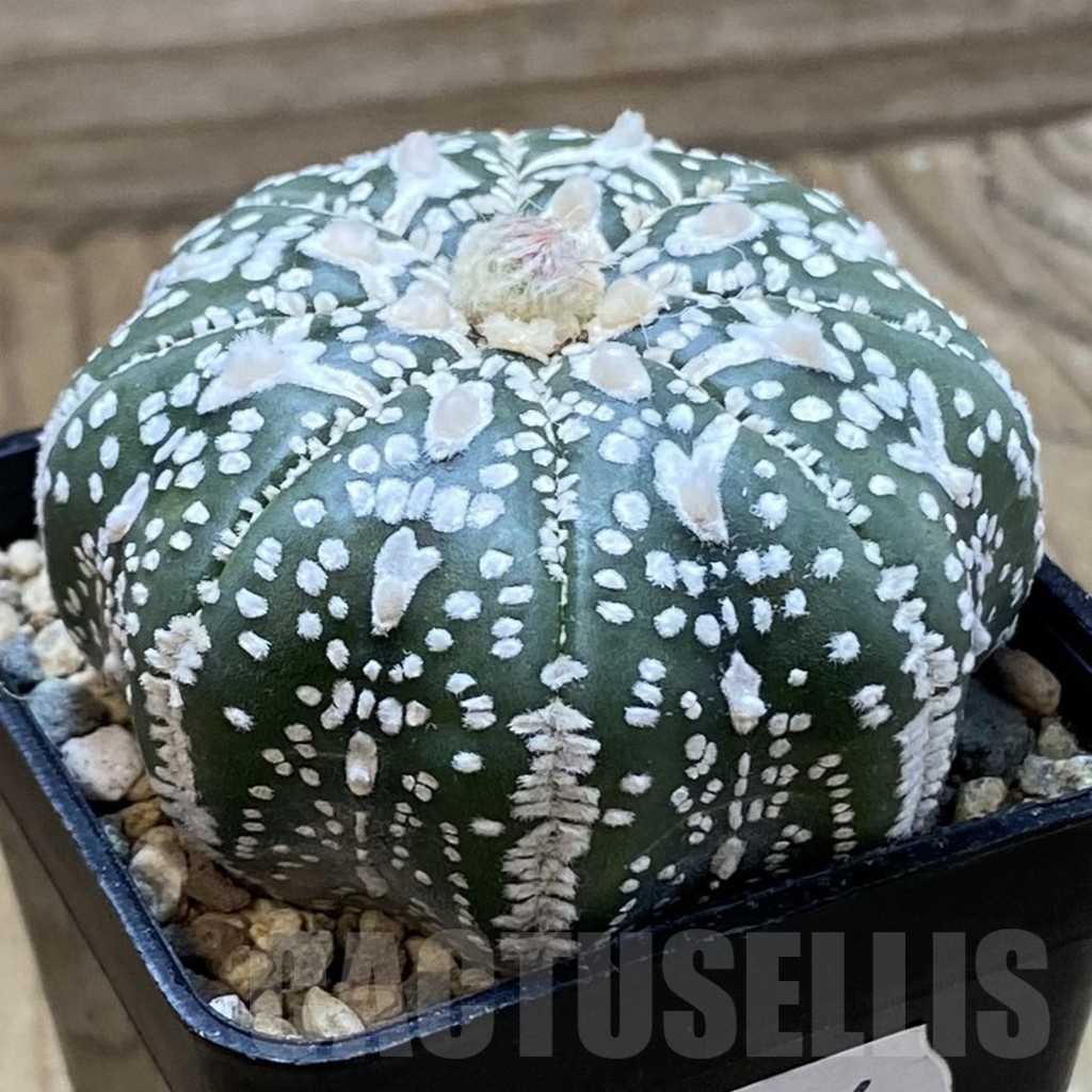 SH23886 Astrophytum asterias ‘Super Kabuto’ ‘Star Shape’ V-type - Image 2