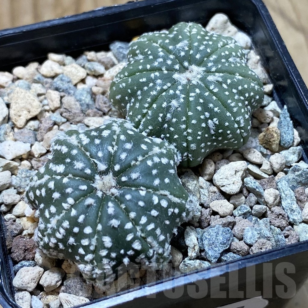 SH23887 Astrophytum asterias ‘Star Shape’, 2 plants