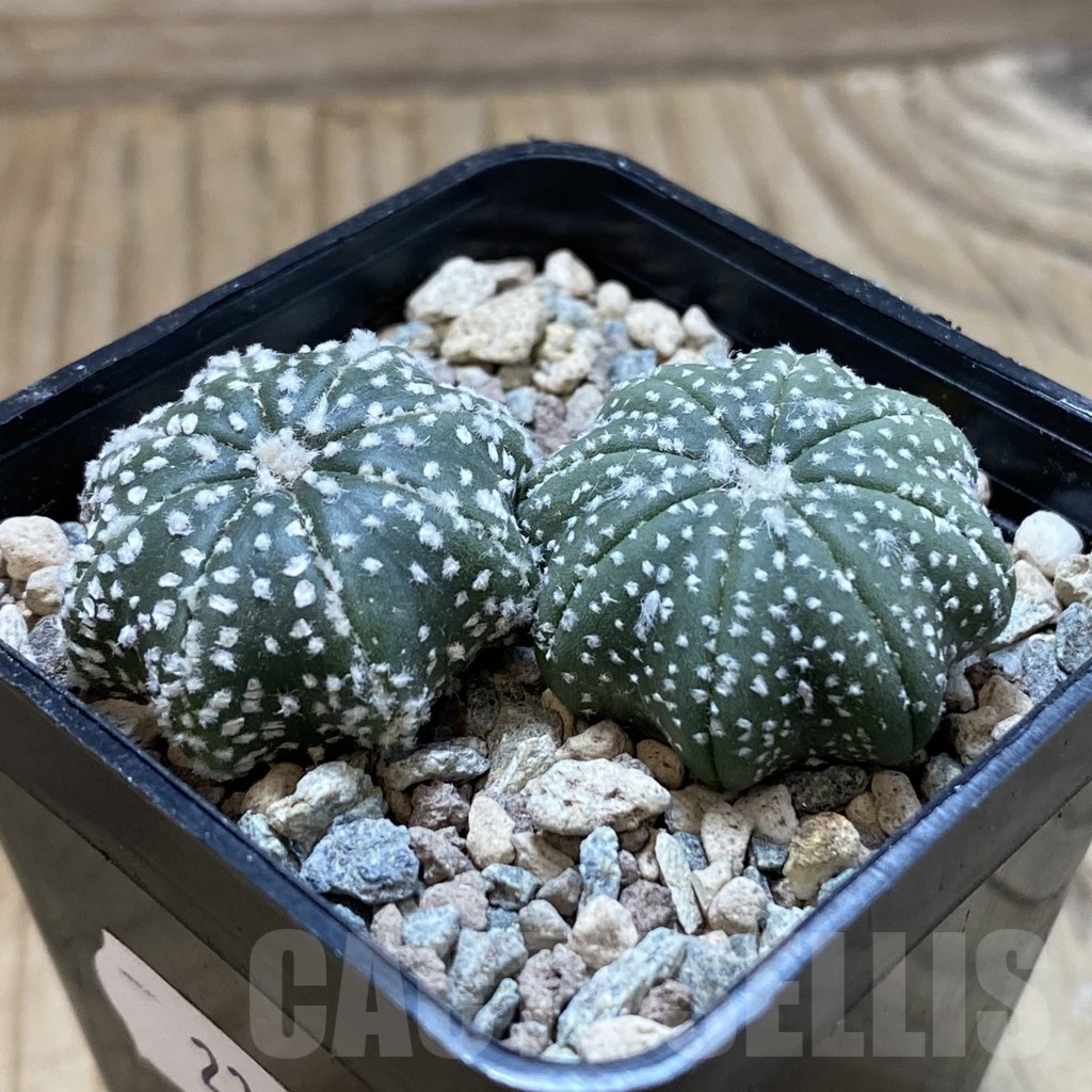 SH23887 Astrophytum asterias ‘Star Shape’, 2 plants - Image 2