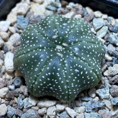 SH23888 Astrophytum asterias ‘Star Shape’