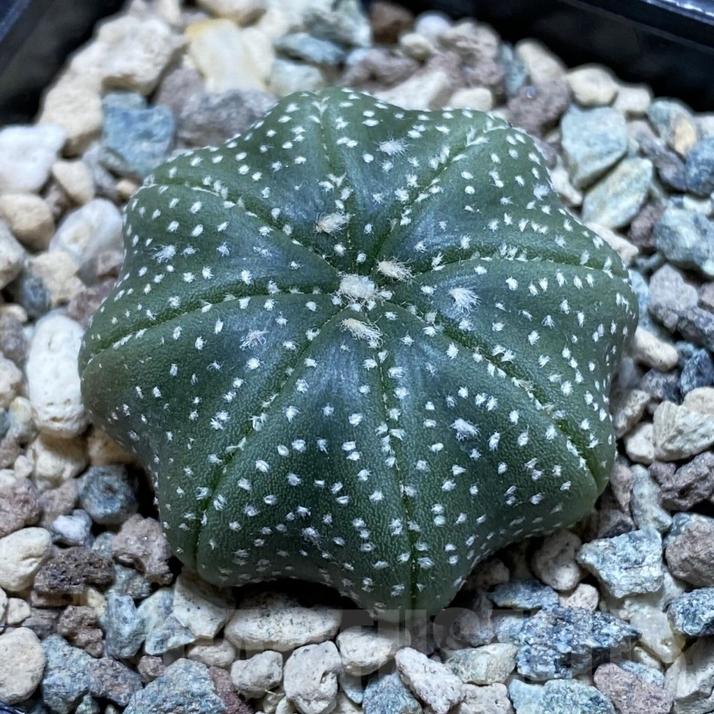SH23888 Astrophytum asterias ‘Star Shape’