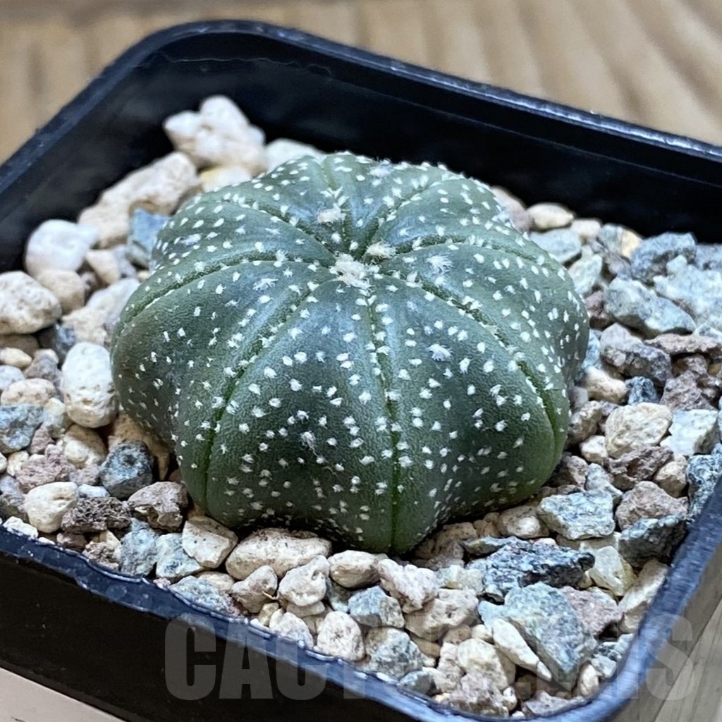 SH23888 Astrophytum asterias ‘Star Shape’ - Image 2