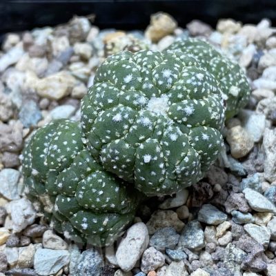 SH23891 Astrophytum asterias ‘Kikko Lizart Skin’