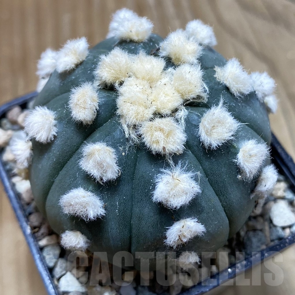 SH23895 Astrophytum asterias ‘Ooibo’