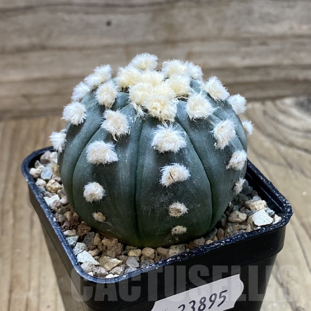 SH23895 Astrophytum asterias ‘Ooibo’ - Image 2