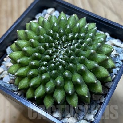 SH23900 Gymnocalycium mihanovichii ‘inermis'