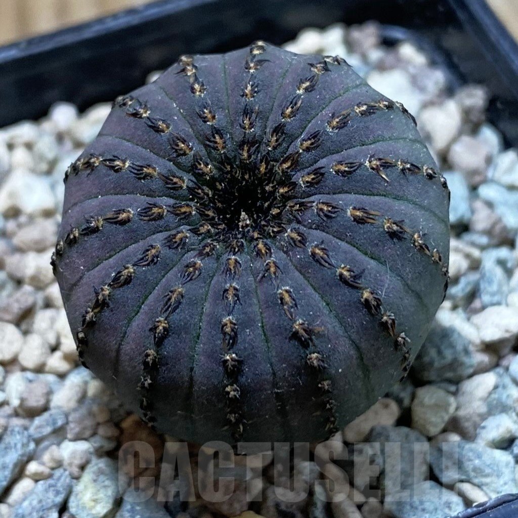 SH23904 Frailea asterioides