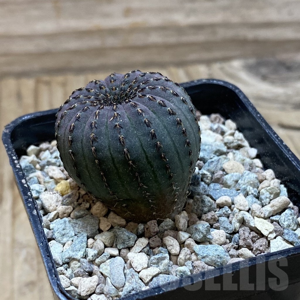 SH23904 Frailea asterioides - Image 2