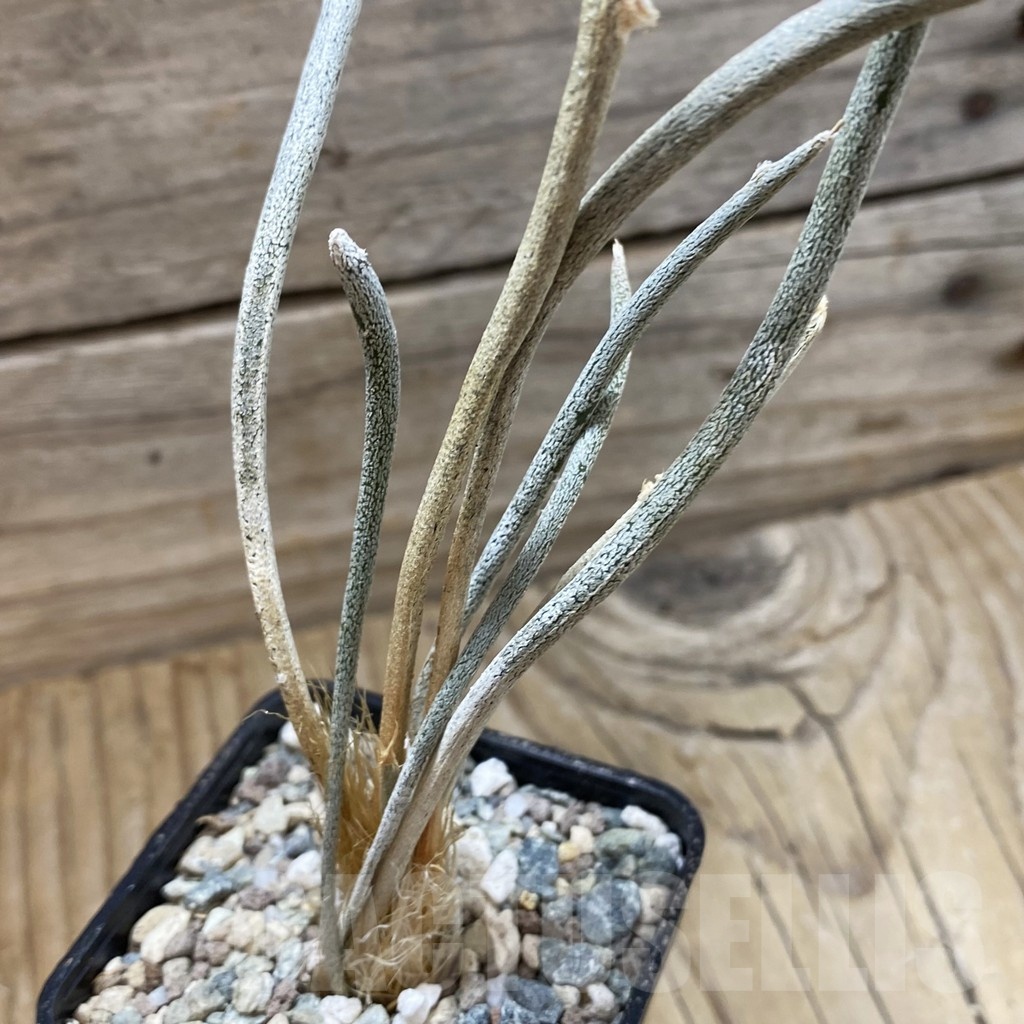 SH23905 Astrophytum caput-medusae