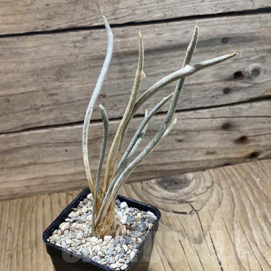 SH23905 Astrophytum caput-medusae - Image 2